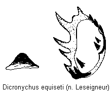dicronychus_equiseti_bursa.gif