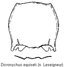 dicronychus_equiseti_hsch.gif