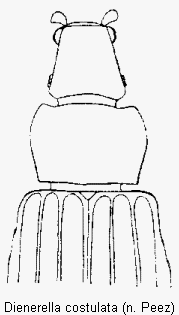 dienerella_costulata_vk.gif