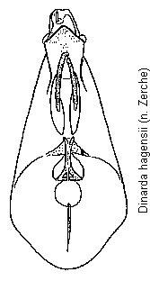 dinarda_hagensii.gif