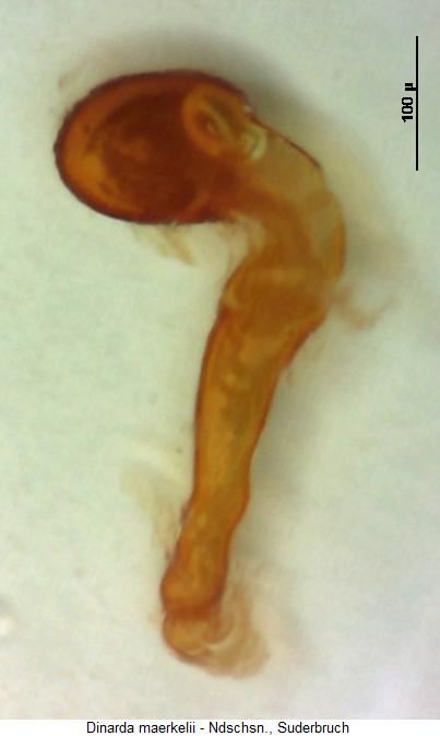 dinarda_maerkelii_sperm.jpg