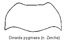 dinarda_pygmaea_hsch.gif