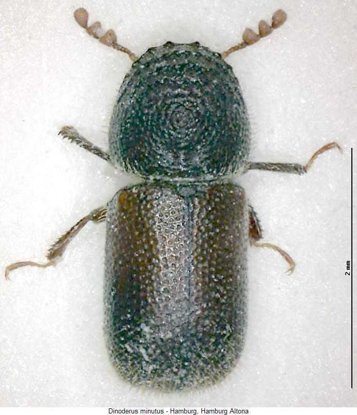 dinoderus_minutus_hab.jpg