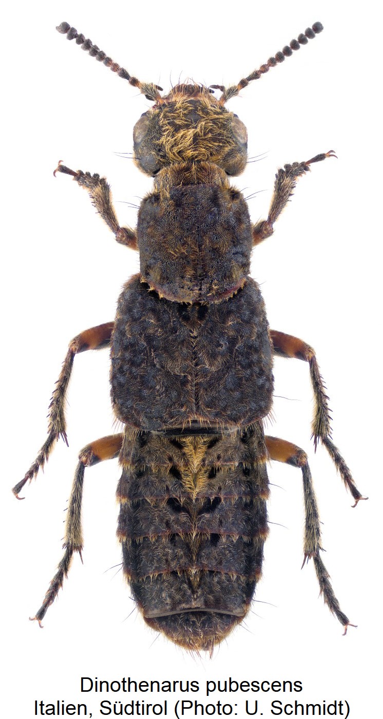 dinothenarus_pubescens_hab.jpg