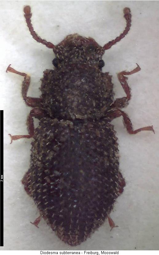 diodesma_subterranea_hab.jpg