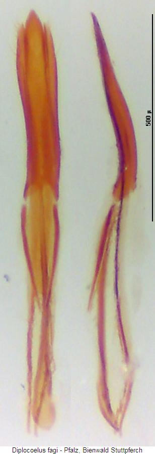 diplocoelus_fagi.jpg