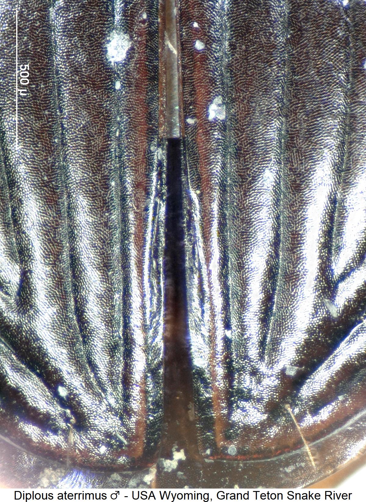 diplous_aterrimus_m_dec.jpg