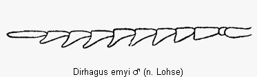dirhagus_emyi_f.gif