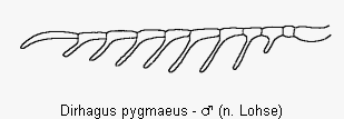 dirhagus_pygmaeus_f.gif
