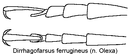 dirrhagofarsus_ferrugineus_tr.gif