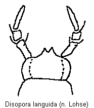 disopora_languida_mund.gif