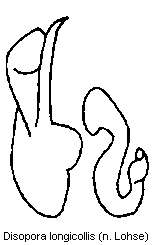 disopora_longicollis.gif