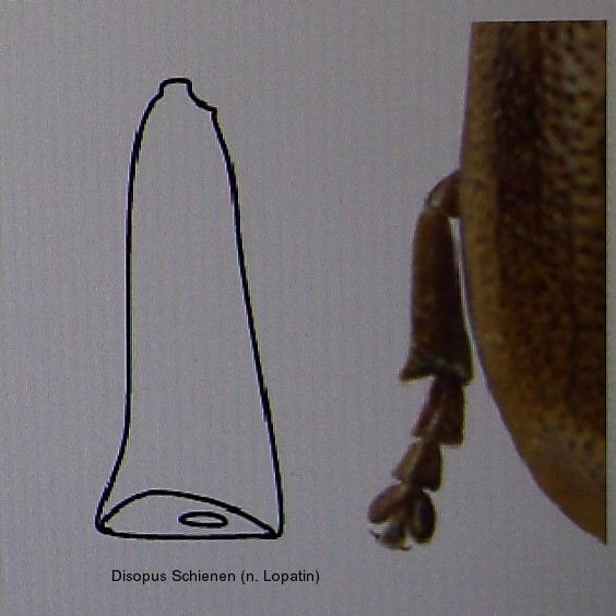 disopus_schienen.jpg