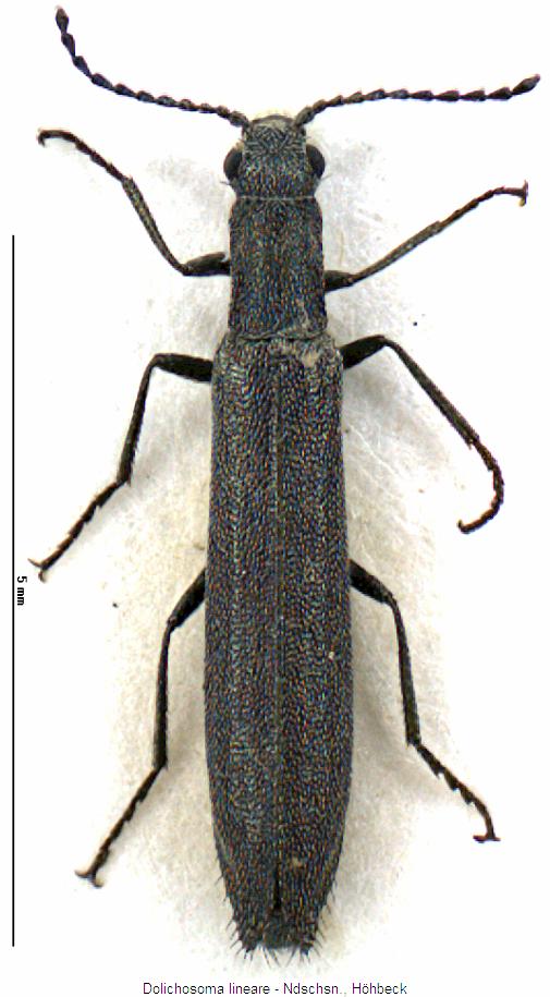 dolichosoma_lineare_hab.jpg