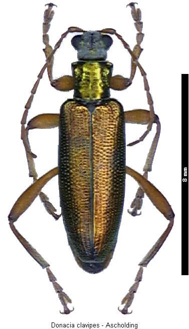 donacia_clavipes_hab.jpg