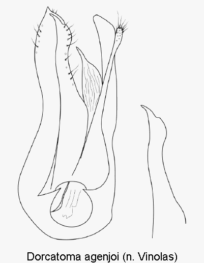 dorcatoma_agenjoi.gif