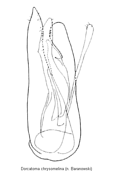 dorcatoma_chrysomelina.gif