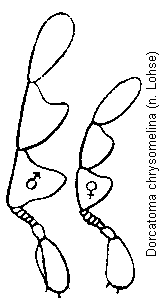 dorcatoma_chrysomelina_f.gif