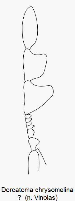 dorcatoma_chrysomelina_f1.gif