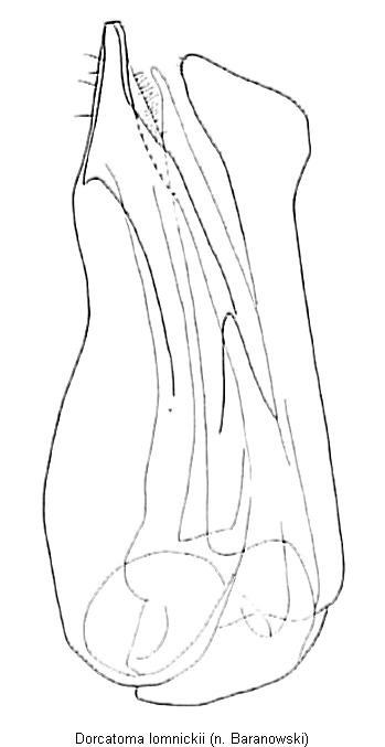 dorcatoma_lomnickii.gif