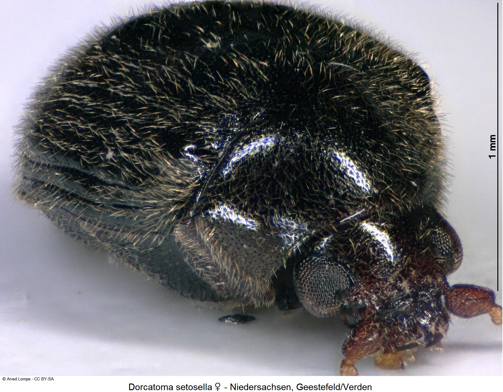 dorcatoma_setosella_w_ck34326337_sa.jpg