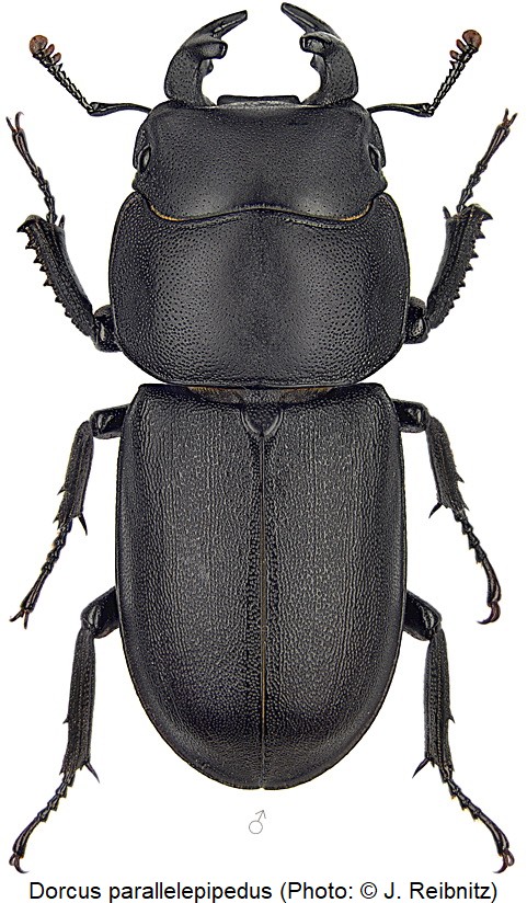 dorcus_parallelepipedus_m_rbn.jpg
