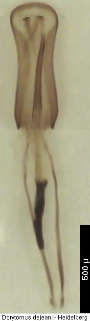 dorytomus_dejeani.jpg