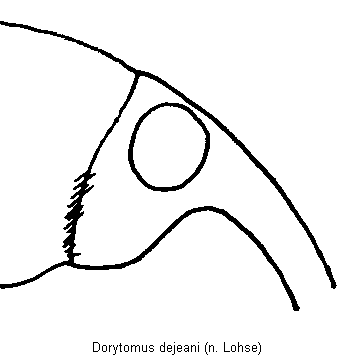 dorytomus_dejeani_k.gif