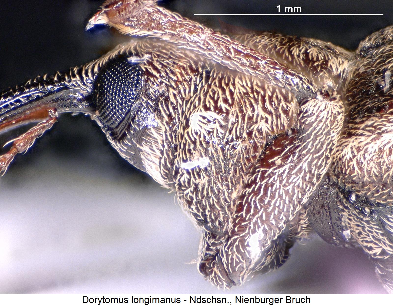 dorytomus_longimanus_sa1.jpg