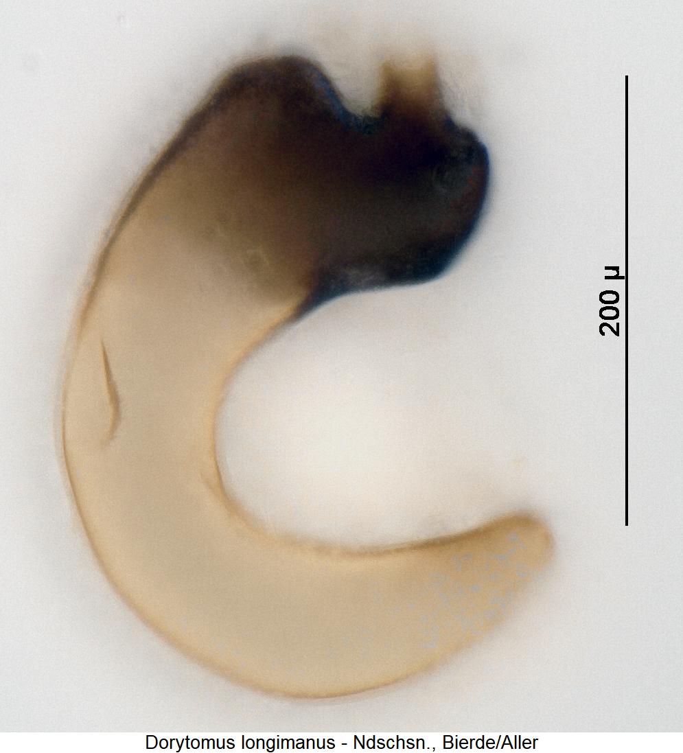 dorytomus_longimanus_sperm.jpg