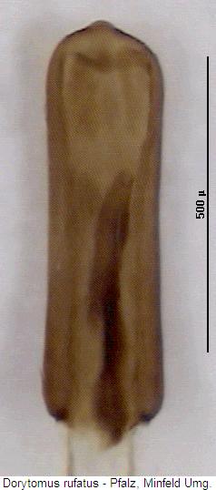 dorytomus_rufatus2.jpg