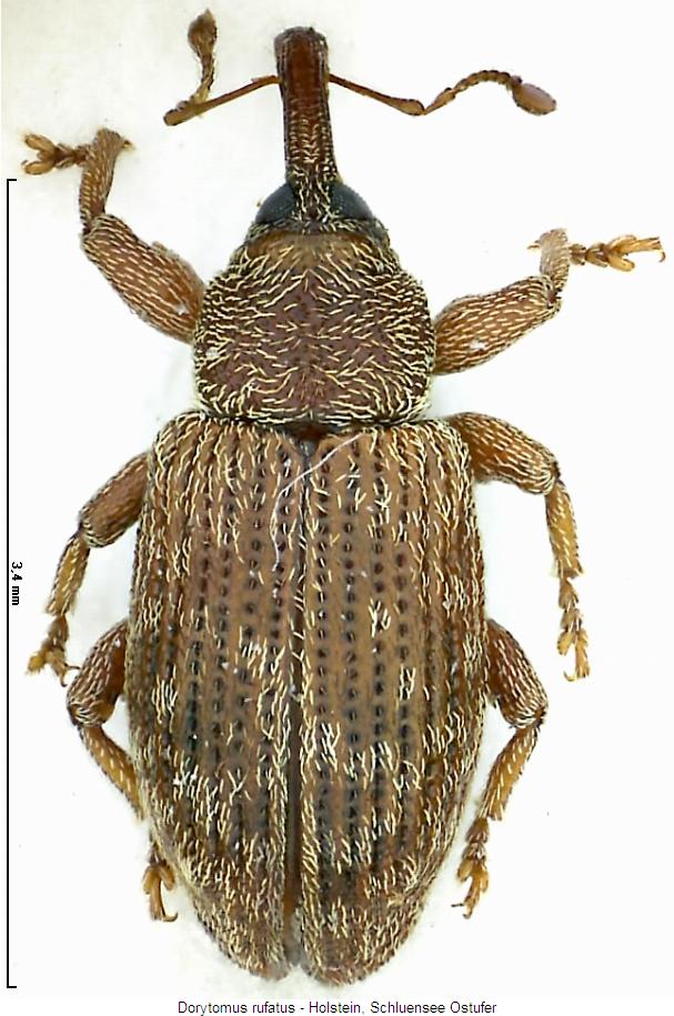 dorytomus_rufatus_hab.jpg