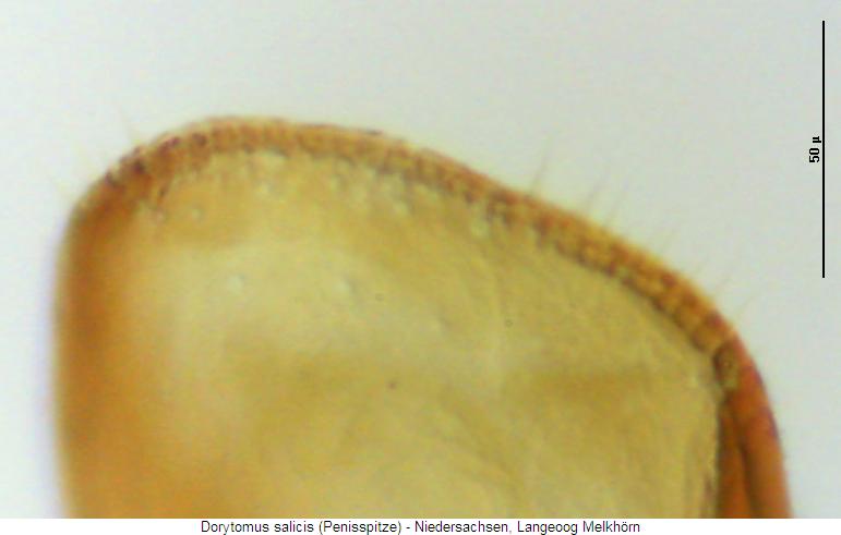 dorytomus_salicis_det.jpg