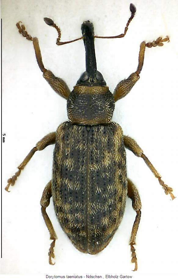 dorytomus_taeniatus_hab2.jpg