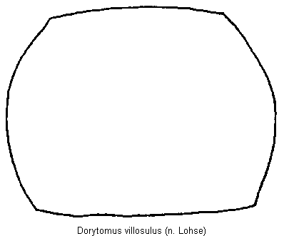 dorytomus_villosulus_hsch.gif