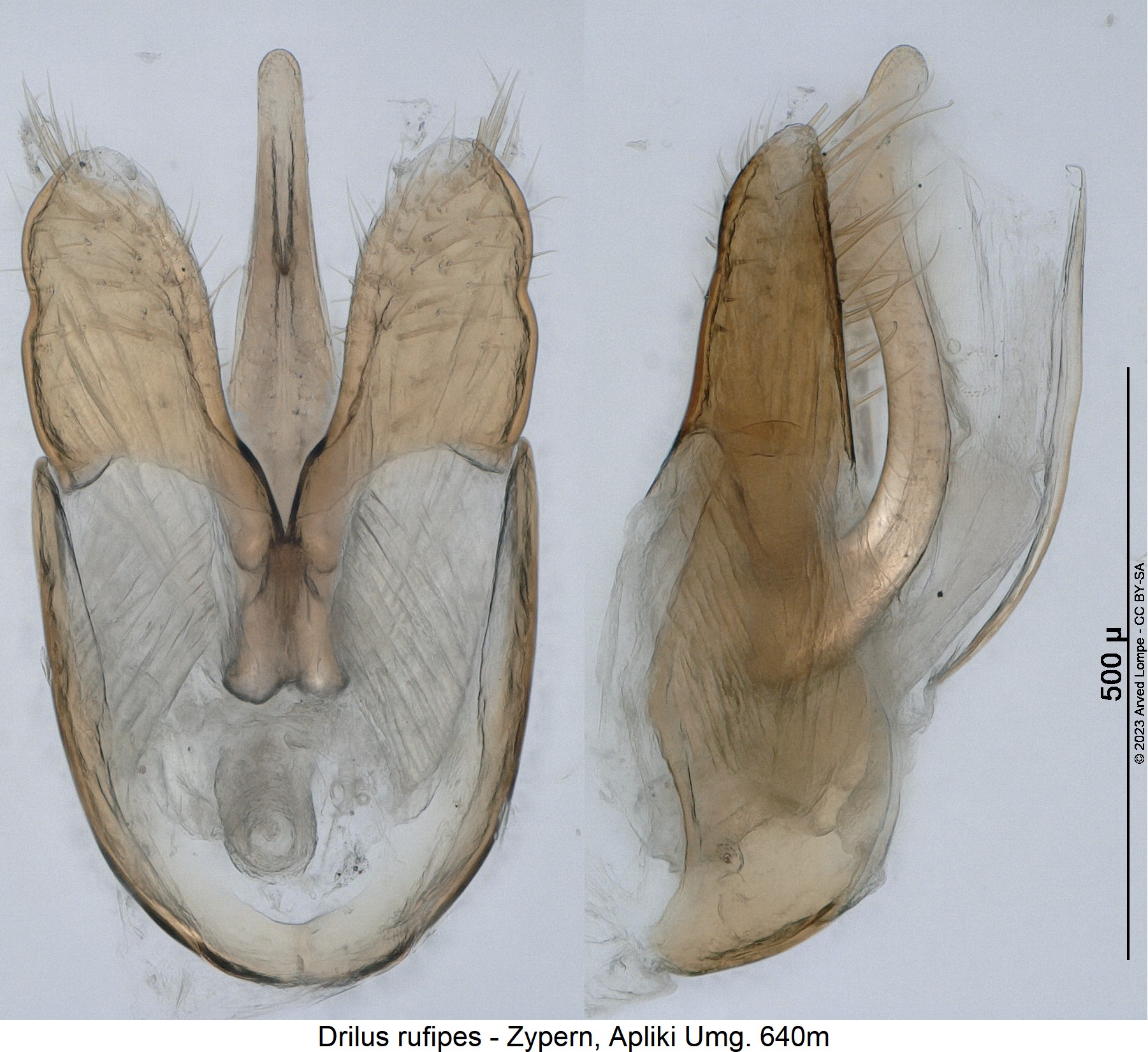 drilus_rufipes.jpg