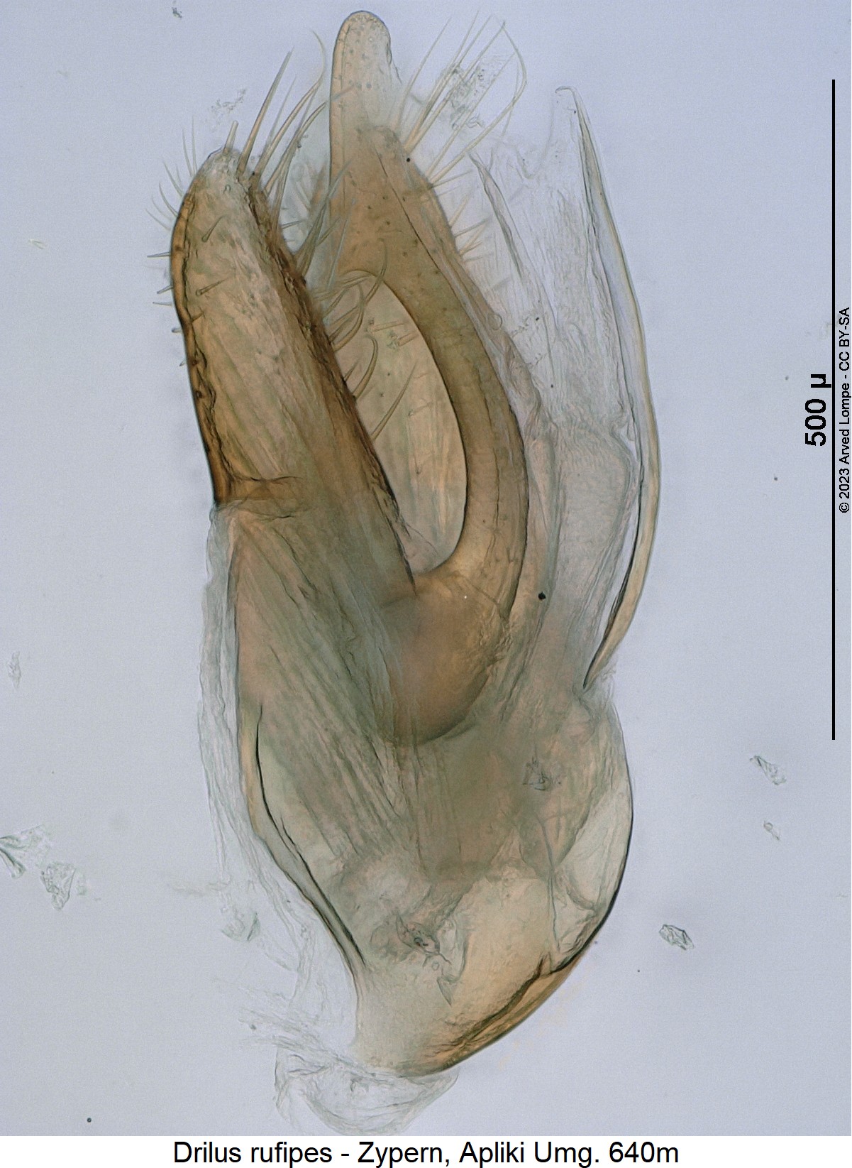 drilus_rufipes2.jpg