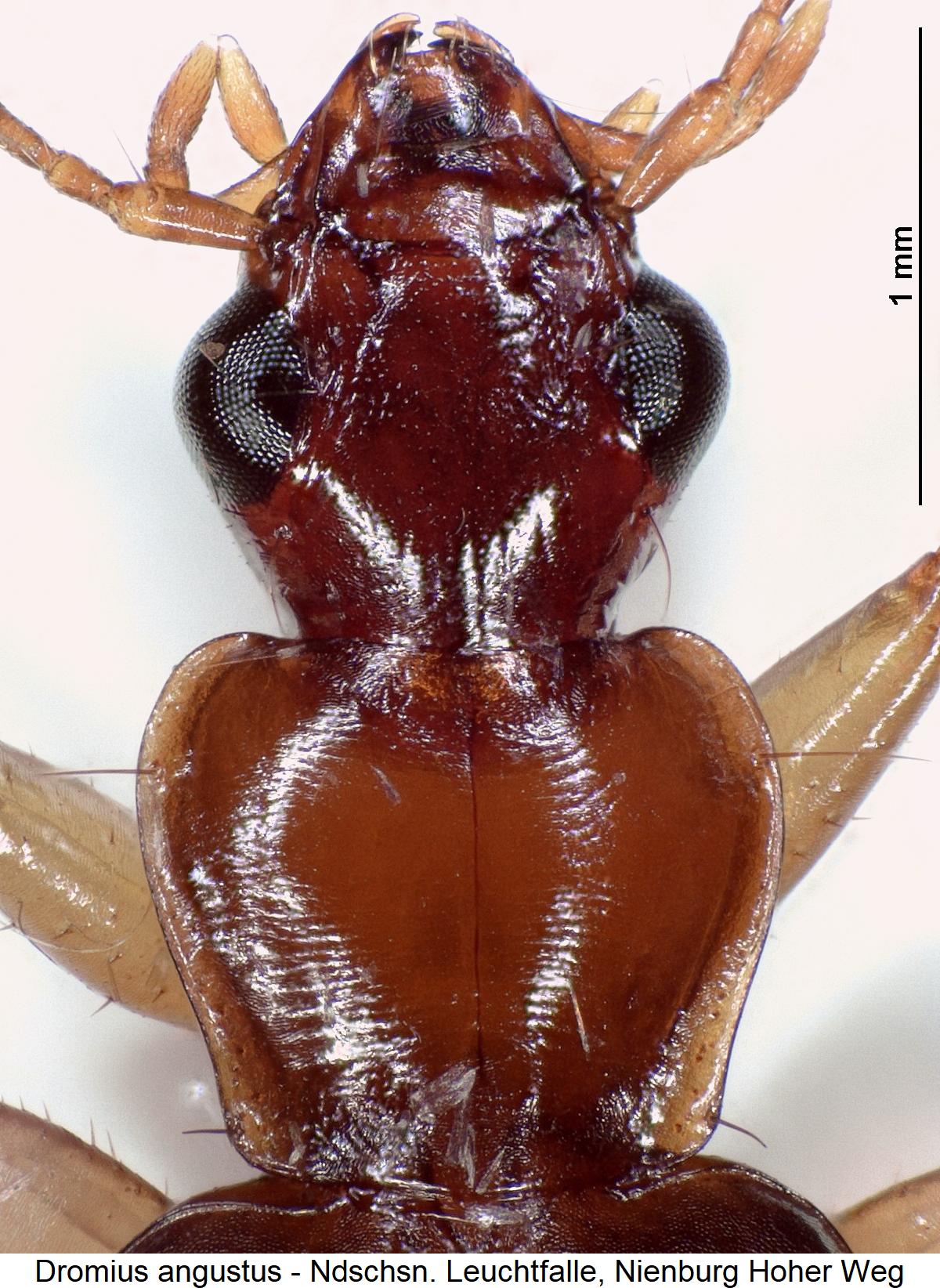 dromius_angustus_vk1.jpg