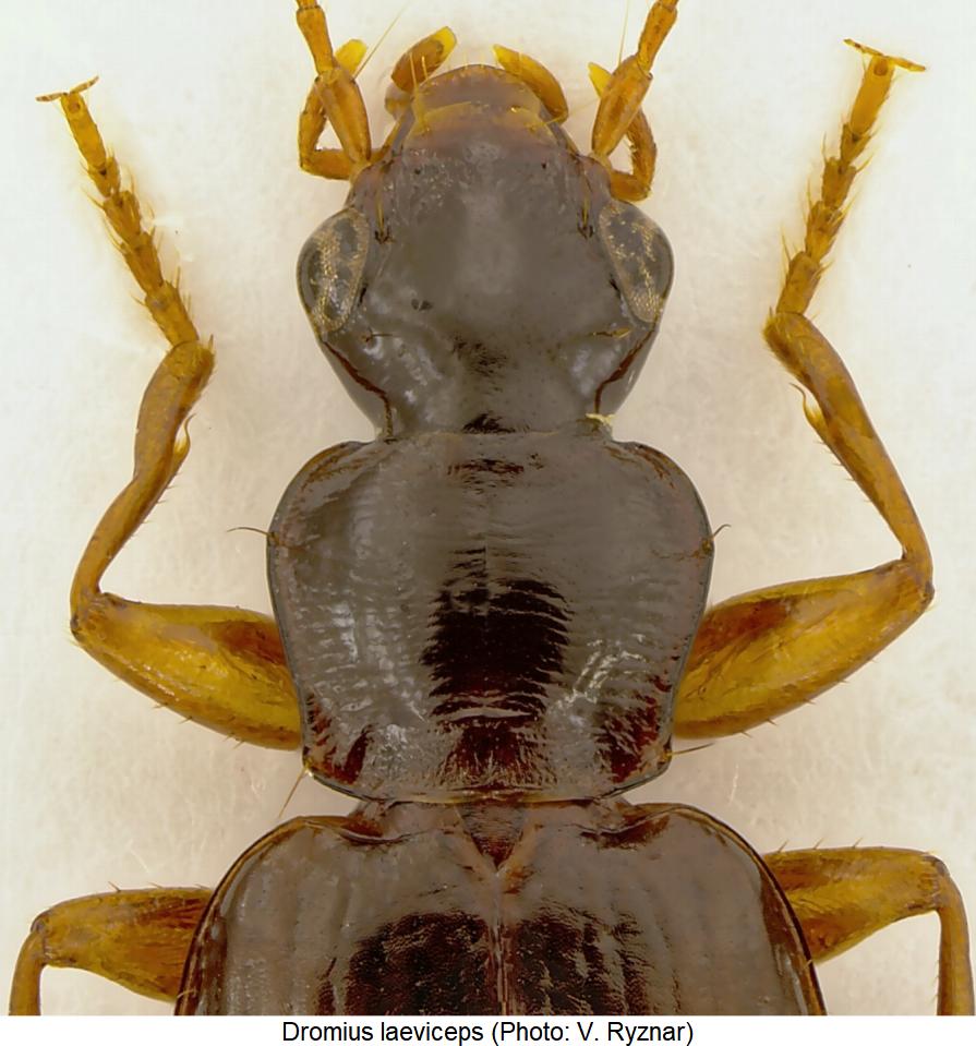 dromius_laeviceps_vk.jpg
