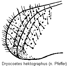 dryocoetes_hektographus_fld.gif