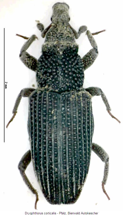 dryophthorus_corticalis_hab.jpg