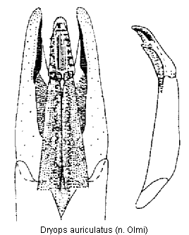 dryops_auriculatus.gif