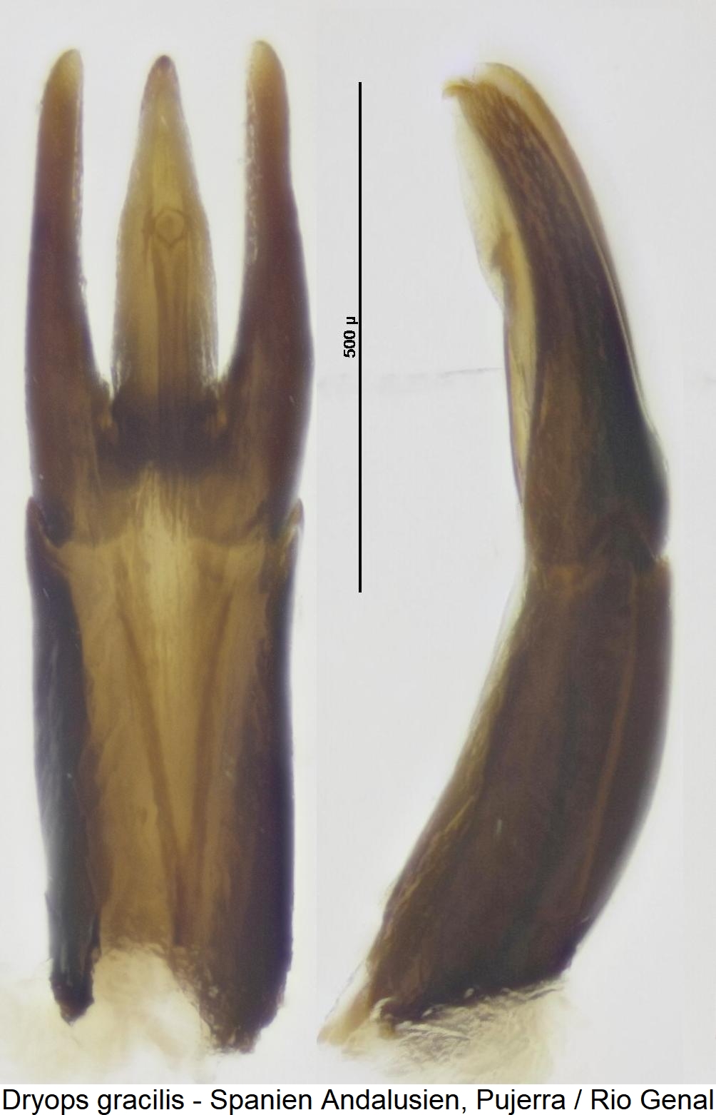 dryops_gracilis1.jpg