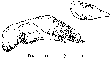 duvalius_corpulentus.gif
