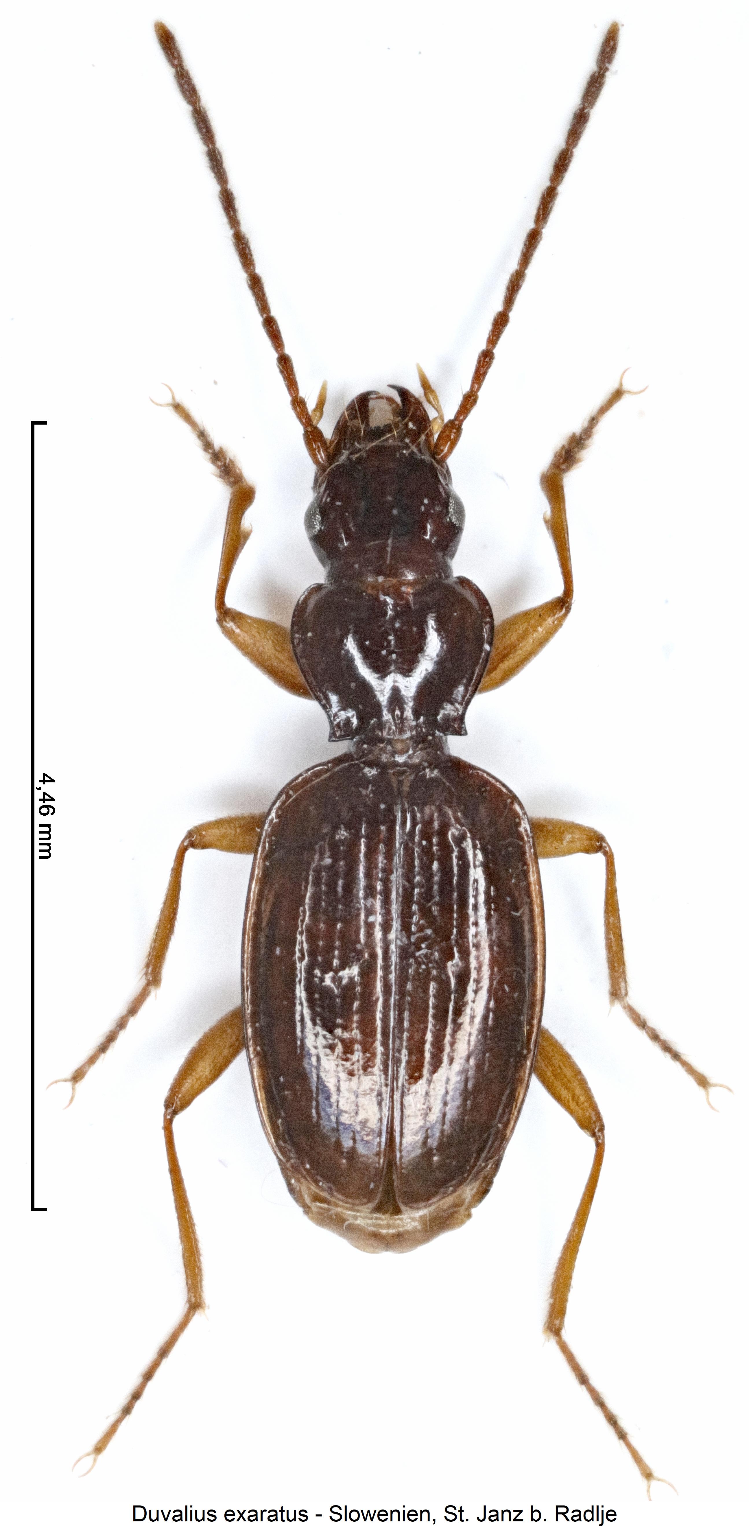 duvalius_exaratus_hab.jpg