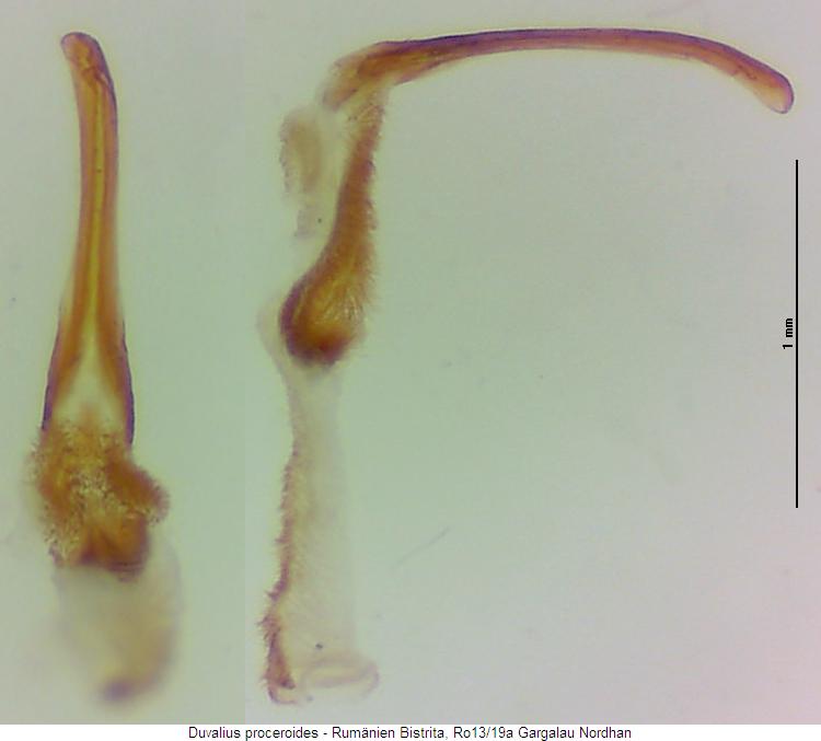 duvalius_proceroides_pc.jpg