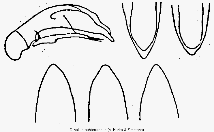 duvalius_subterraneus.gif