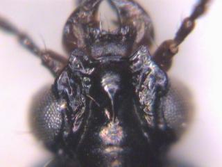 dyschirius_luedersi_k.jpg
