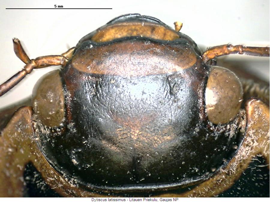 dytiscus_latissimus_k.jpg