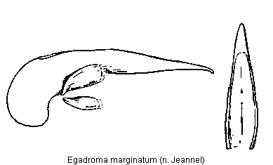 egadroma_marginata_.gif